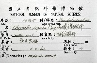 美嬌蝸牛藏品圖，第16張