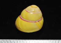 環紋光澤蝸牛藏品圖，第2張