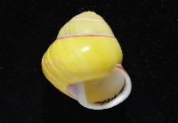 環紋光澤蝸牛藏品圖，第3張