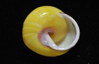 環紋光澤蝸牛藏品圖，第4張