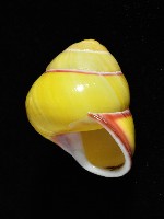 環紋光澤蝸牛藏品圖，第5張