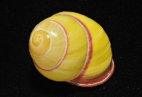 環紋光澤蝸牛藏品圖，第6張