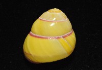 環紋光澤蝸牛藏品圖，第7張