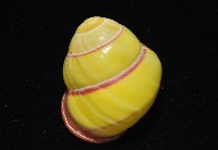 環紋光澤蝸牛藏品圖，第8張