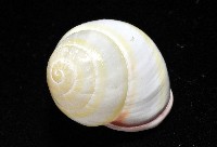 環紋光澤蝸牛藏品圖，第10張