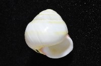 環紋光澤蝸牛藏品圖，第13張