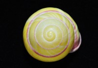 環紋光澤蝸牛藏品圖，第15張