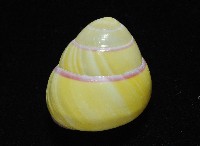 環紋光澤蝸牛藏品圖，第16張