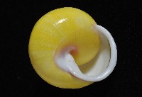 環紋光澤蝸牛藏品圖，第18張