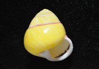 環紋光澤蝸牛藏品圖，第19張