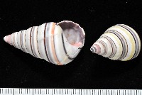 彩虹蝸牛藏品圖，第2張