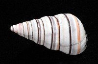 彩虹蝸牛藏品圖，第5張
