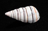 彩虹蝸牛藏品圖，第6張