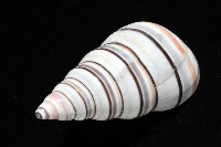彩虹蝸牛藏品圖，第8張