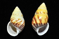 雙旋蝸牛藏品圖，第3張