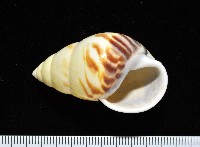 雙旋蝸牛藏品圖，第4張
