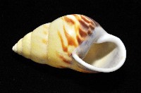 雙旋蝸牛藏品圖，第6張
