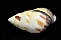 雙旋蝸牛藏品圖，第7張