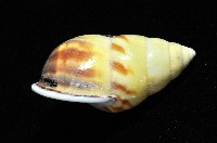 雙旋蝸牛藏品圖，第8張