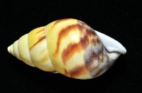 雙旋蝸牛藏品圖，第13張