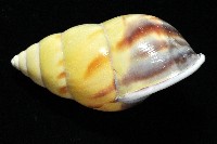 雙旋蝸牛藏品圖，第14張