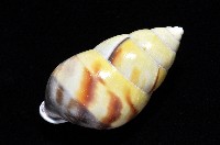 雙旋蝸牛藏品圖，第15張
