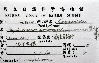 雙旋蝸牛藏品圖，第16張