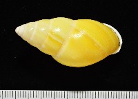 黃雙旋蝸牛藏品圖，第2張