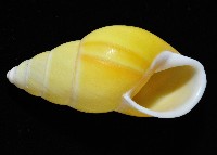 黃雙旋蝸牛藏品圖，第3張