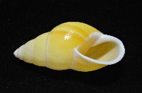黃雙旋蝸牛藏品圖，第4張