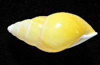 黃雙旋蝸牛藏品圖，第5張