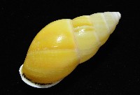 黃雙旋蝸牛藏品圖，第6張