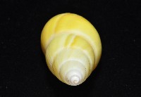 黃雙旋蝸牛藏品圖，第7張