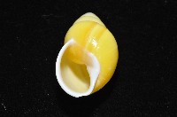 黃雙旋蝸牛藏品圖，第8張