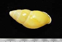 黃雙旋蝸牛藏品圖，第9張