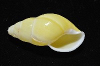 黃雙旋蝸牛藏品圖，第10張