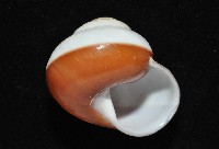 未知種光澤蝸牛藏品圖，第3張