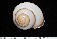 未知種光澤蝸牛藏品圖，第4張