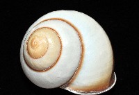 未知種光澤蝸牛藏品圖，第5張