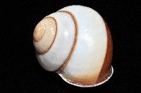 未知種光澤蝸牛藏品圖，第6張