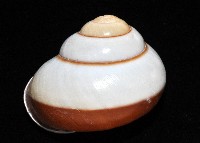 未知種光澤蝸牛藏品圖，第7張