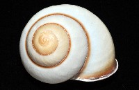 未知種光澤蝸牛藏品圖，第8張