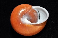 未知種光澤蝸牛藏品圖，第9張