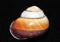 未知種光澤蝸牛藏品圖，第11張