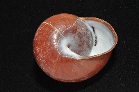 未知種光澤蝸牛藏品圖，第12張