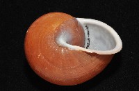 未知種光澤蝸牛藏品圖，第15張