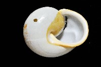 未知種光澤蝸牛藏品圖，第19張