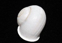 未知種光澤蝸牛藏品圖，第21張