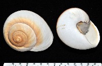 大王鱉甲蝸牛藏品圖，第1張