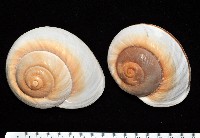 大王鱉甲蝸牛藏品圖，第2張